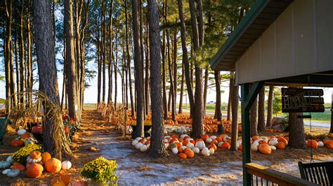 In the pines pumpkin patch. Things To Know About In the pines pumpkin patch. 